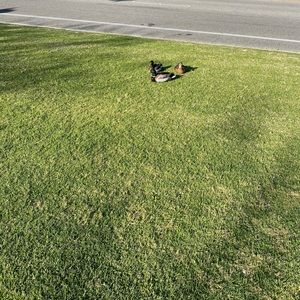 Meet your Posher, Dainty